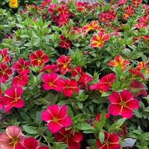 Meet your Posher, Chloe